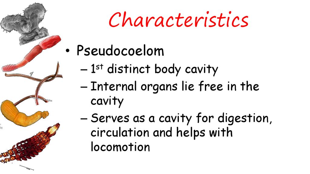 Filo aschelminthes caracteristicas. CSGYAM TRUNGPA PDF